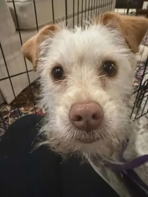 Millie photo 2