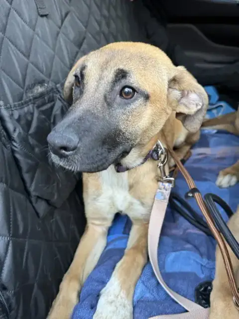Nala photo 4
