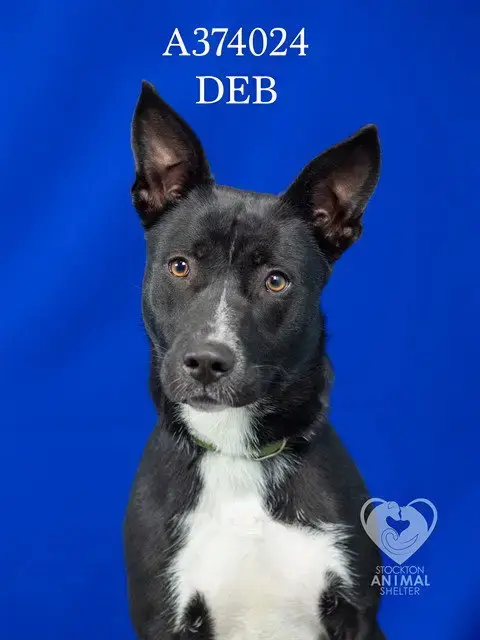 Deb