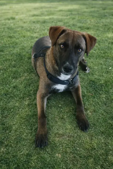 Oakley