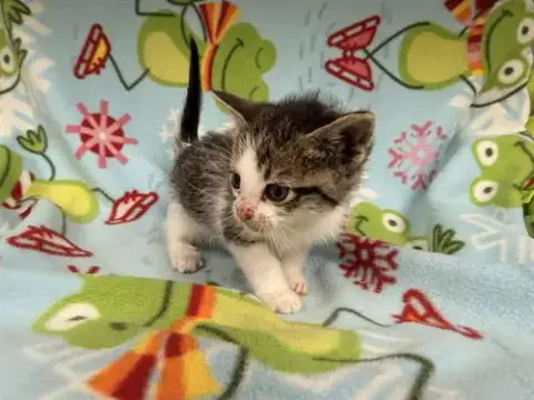 Grogu