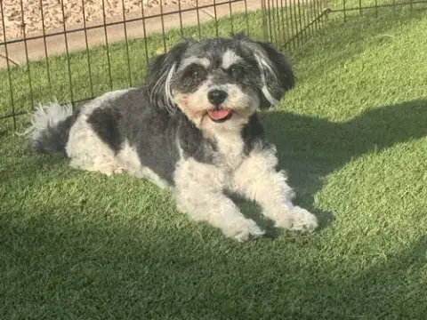 Oreo photo 4