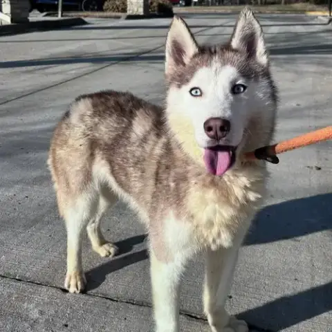 Balto photo 4