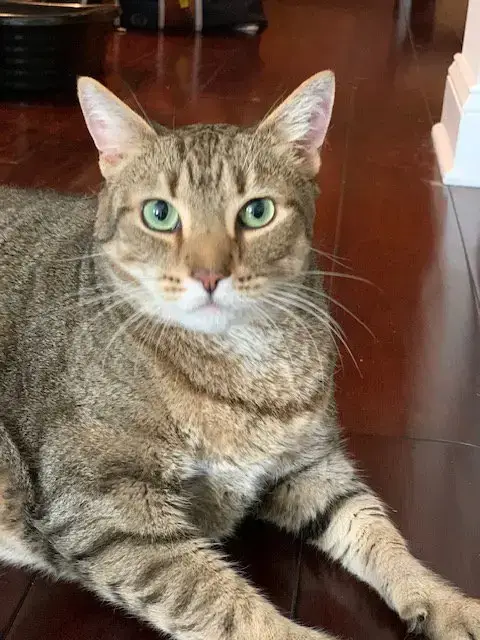 Uma