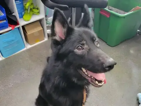 Fonzie