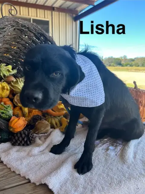 Lisha photo 4