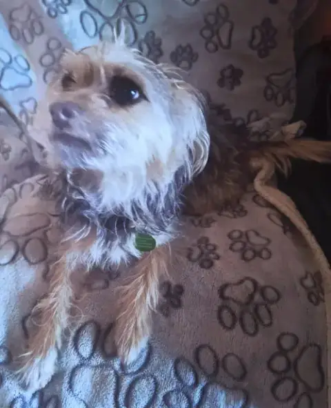 Sable photo 4