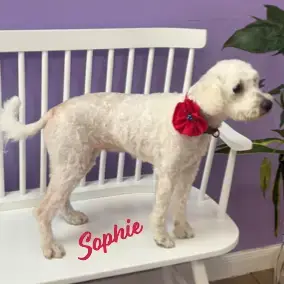 Sophie #Bonded-To-Rubi