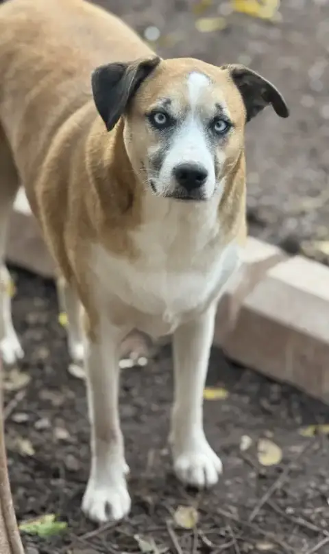 Brody photo 3