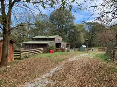 Barn Cat/Mouser photo 5