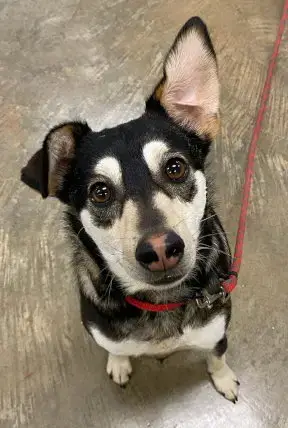 Milo photo 2