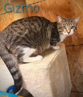 Gizmo