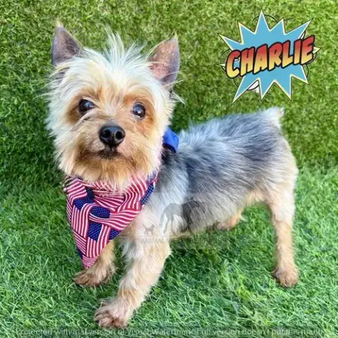Charlie