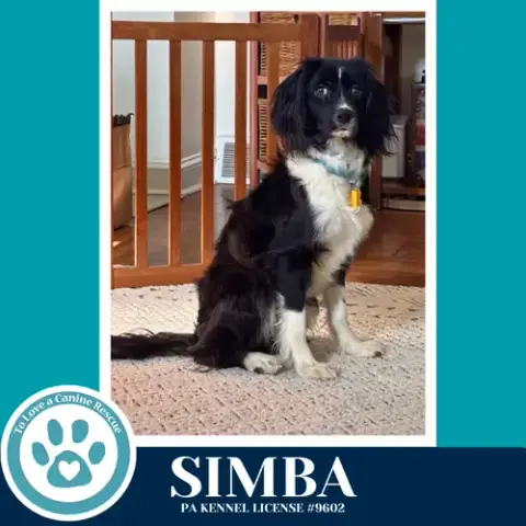 Simba 020726