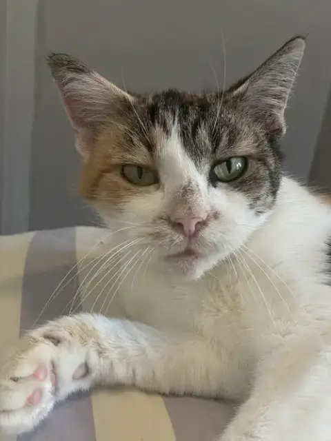 Tuna