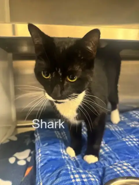 Shark