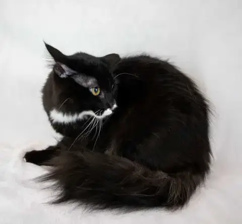 Caspian photo 4