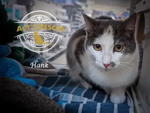 Hank 2 photo 3