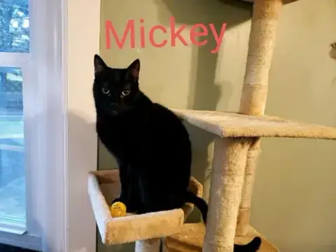 Mickey photo 3