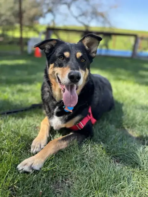 Sadie