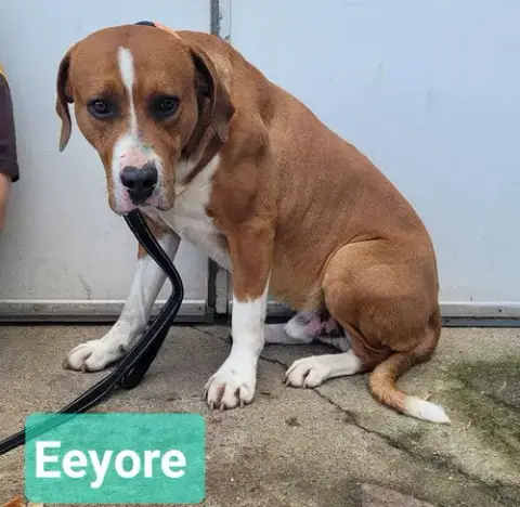 Eeyore photo 2
