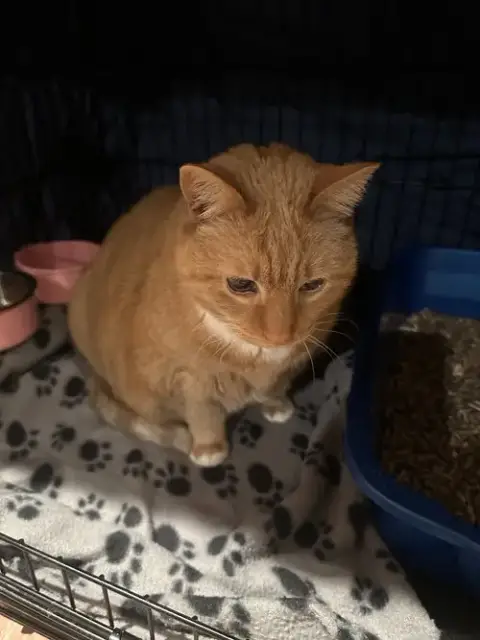 Garfield photo 5