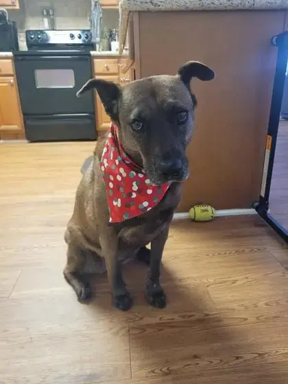 Lucy  2 photo 2