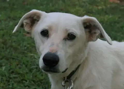 Dolly photo 5