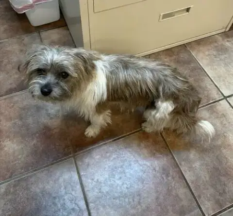 Ringo
