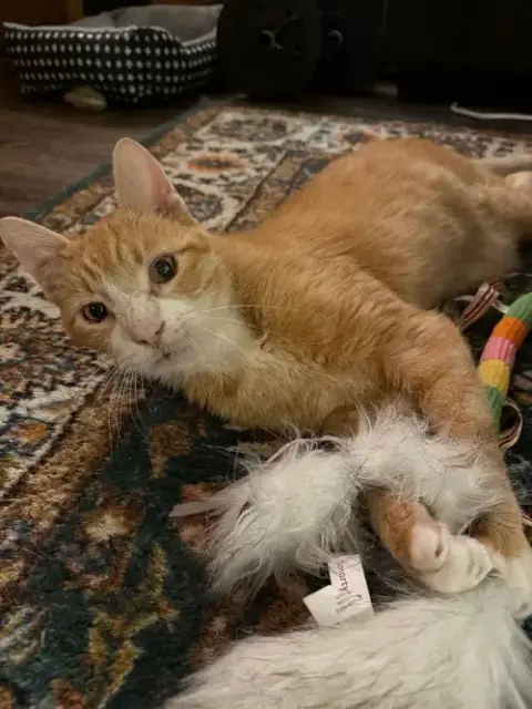 Clawed photo 2