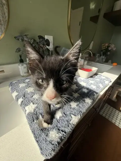 Finnegan