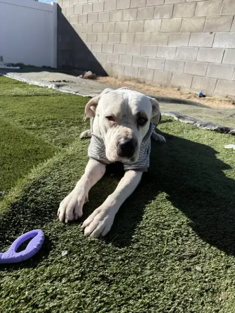 Cane photo 4
