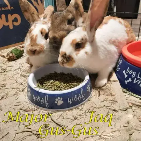 Gus-Gus photo 2
