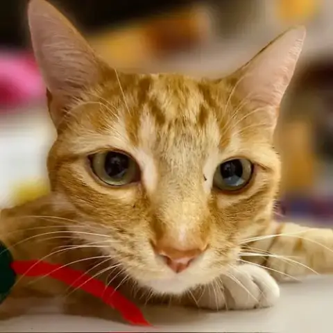Simon photo 4
