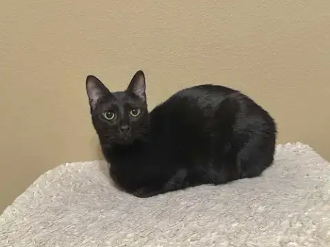 Mimi
