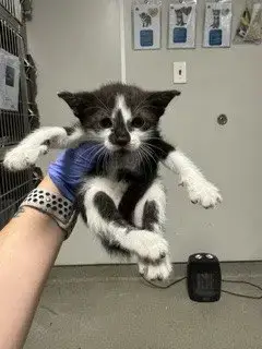 Charlie