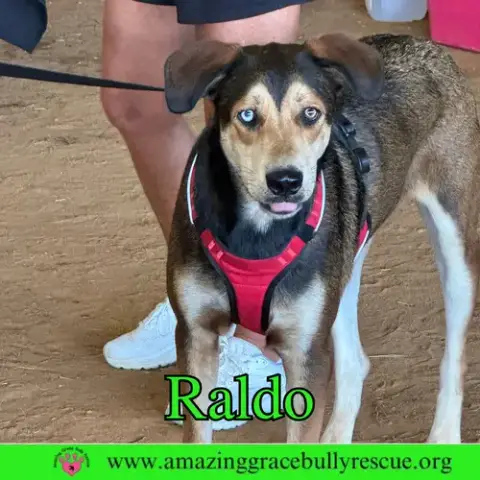 Raldo photo 2