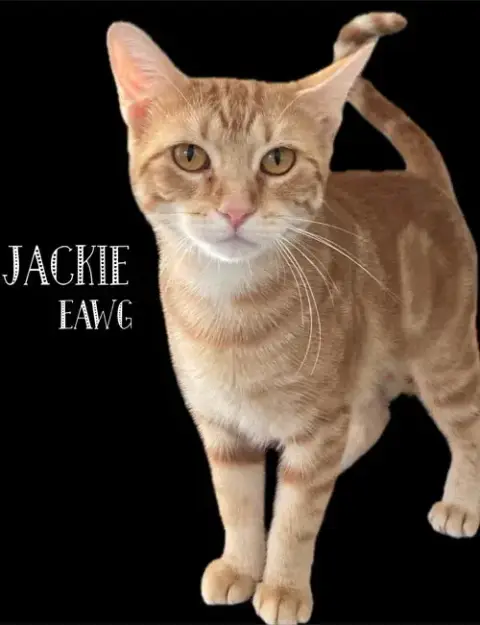 Jackie