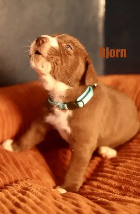 Bjorn
