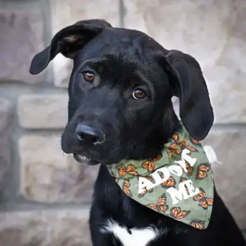 Roo