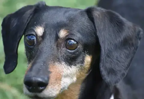 Dixie In Tn photo 2