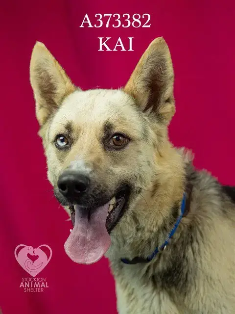 Kai