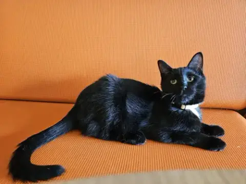 Niles