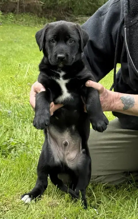 Kojak photo 3