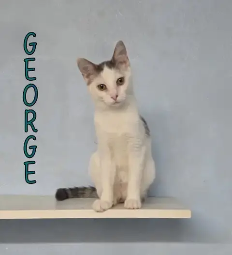 George