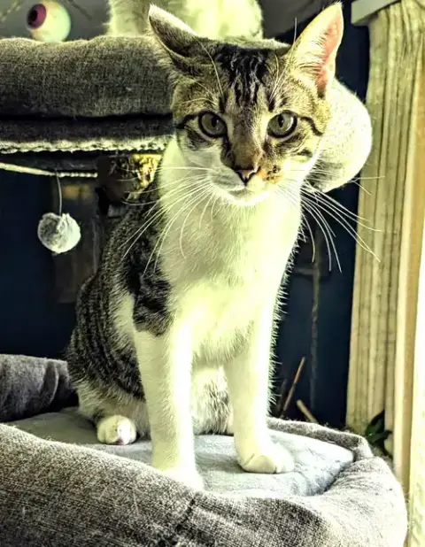 Kitten Herman photo 2