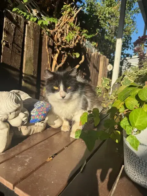 Barn Cats