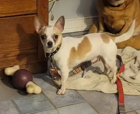 Nacho
