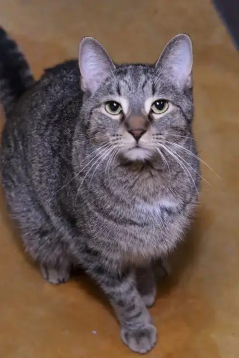 Frieda