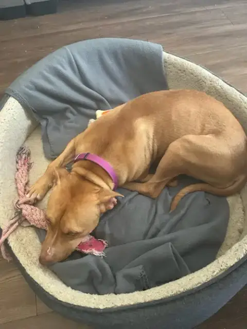 Honey photo 5